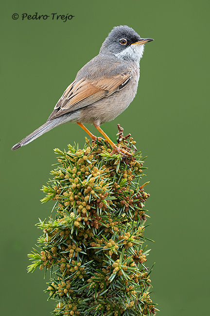 Curruca tomillera (Sylvia conspicillata)